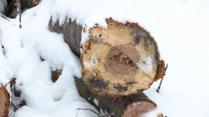 В ЦПКиО спилят аварийные и сухие деревья