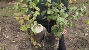 Кардинальная обрезка груши и яблони