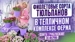 Обзор на фиолетовые сорта тюльпанов