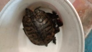 Красноухие черепахи