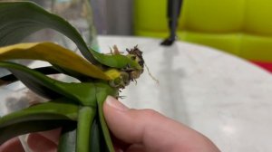 Детка орхидеи в бутылке