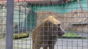 Роки УДИВЛЯЕТ - ПОКРУТИЛСЯ по команде, а когда жуёт, думать НЕ МОЖЕТ! Жуля ЗОВЁТ- ОРЁТ на весь парк!