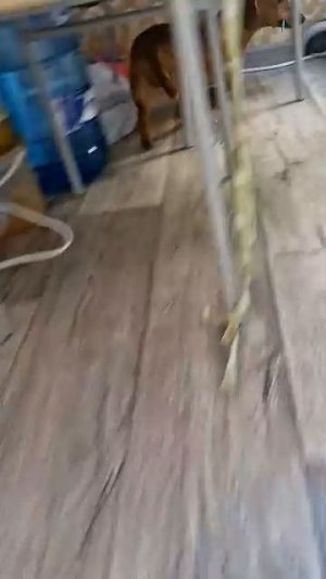 Догонялки😁