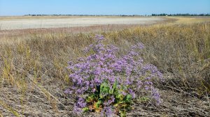 Кривокосский лиман