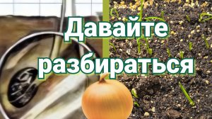 Сроки всходов лука-чернушки. Когда начинать бить тревогу