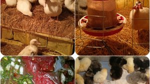 Закрыла гнездо. Вывод завершился. Досыпала солому в подстилку