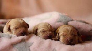Желтые щенки от ROCHEBY SQUADRON LEADER и IRISLAV TAFFETA.