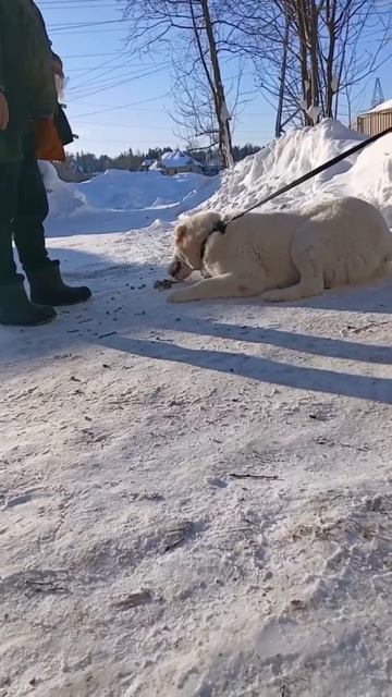 Строгая красавица САО Самира 🌸 ищет 🏠❗Пост в описании 🎥 #собака #алабай #сао #любовь #счастье