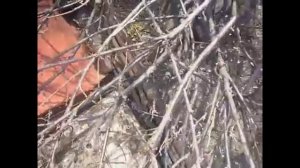 2275.  Смородина ранней весной.