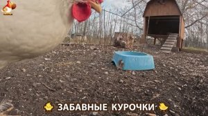 Цыплята и Курочки селяночки лучшие беспородные несушки 🥚 (449)