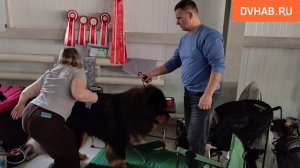 Лучшие собаки Дальнего Востока приехали на выставку в Комсомольск