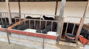 как содиржать барашек