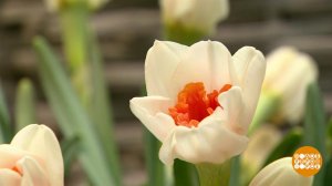 Весна цветет! В Петровском пассаже. Доброе утро. Фрагмент выпуска от 03.03.2026