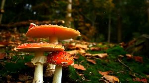 Stive Morgan - Mystical Wood