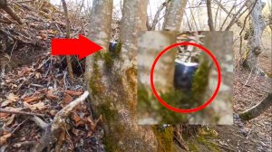 Лесные животные жуткие в лесу случайно снятые - Страшные видео