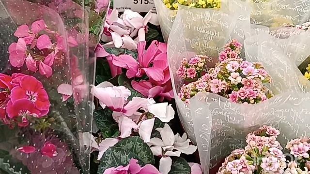 ЛЕМАНА ПРО ЦВЕТЫ К 8 МАРТА! 