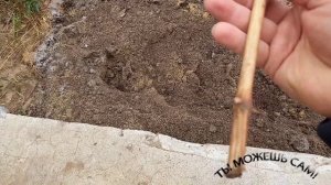 Как посадить черенки винограда