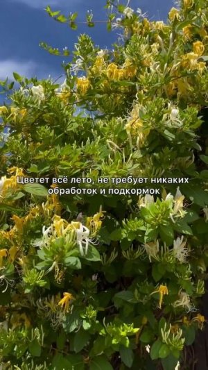 Жимолость каприфоль