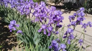 Один из дней города Евпатории | 26 мая 2021 год | Крым | ХАН БАТОН | XAH 6ATOH | VID_20210526_134319