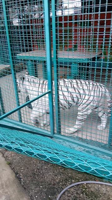 зоопарк Сочи Сан.Октябрьский.