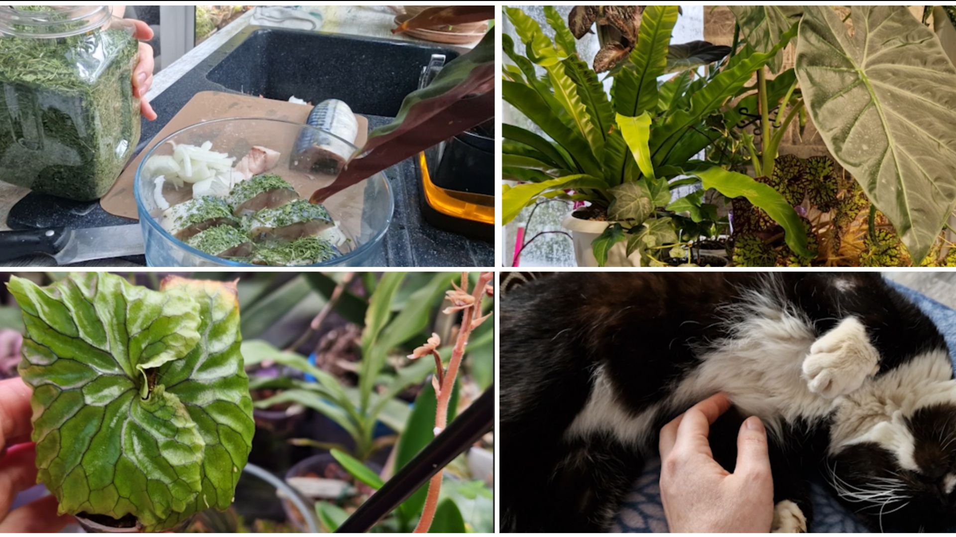 Рыбу сметают не успеваю так готовить. Оазис в доме с цветами