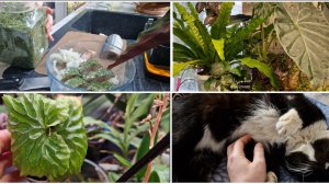 Рыбу сметают не успеваю так готовить. Оазис в доме с цветами