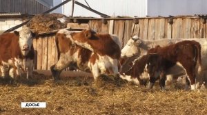 "Будни" (новости, 03.03.26г., Бийское телевидение)