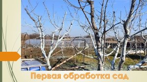 Обработка плодовых деревьев бордосской смесью. ОБЯЗАТЕЛЬНО до набухания почек