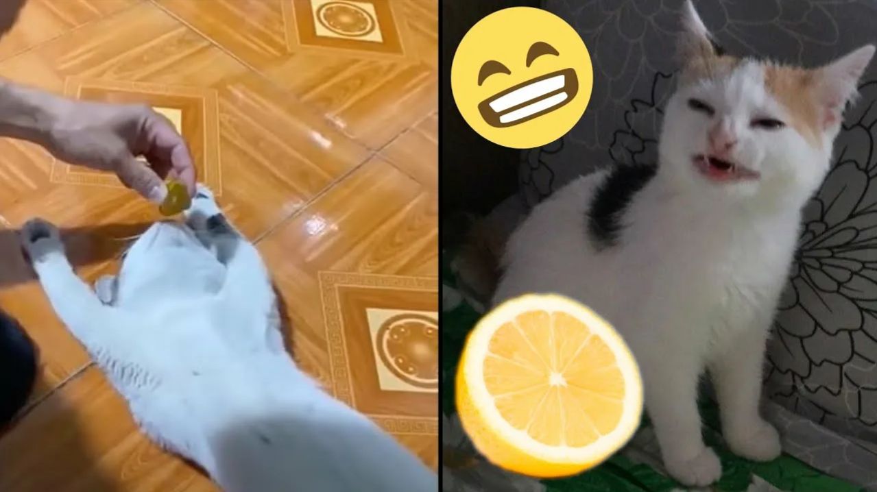 10 МИНУТ СМЕХА | ЛУЧШИЕ ПРИКОЛЫ С ЖИВОТНЫМИ | ПРО ЖИВОТНЫХ | СМЕШНЫЕ ЖИВОТНЫЕ