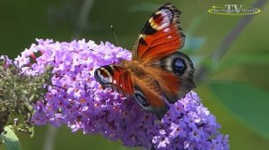 🎥🦋 💐 Мудрость 👮 Цитаты 🌸🦋 /МУДРОСТЬ ЖИЗНИ МОЕЙ ДУШИ /...🍇🌹