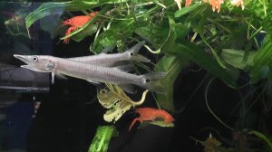 Аквариумные рыбки