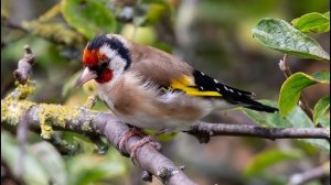 Настоящее пение щегла. Звук, который радует. Пение птиц