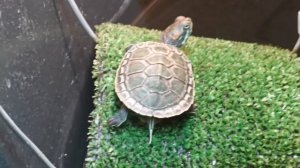 Черепаха греется и загорает на островке # манго красноухая пляж