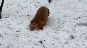 Лиса-Алиса. Лиса ругается и проваливается в снег