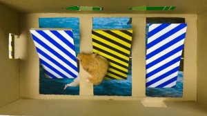 Цветной лабиринт-автомат с ловушками от Hamster Troll Hot & Cold в игре Hamster Stories