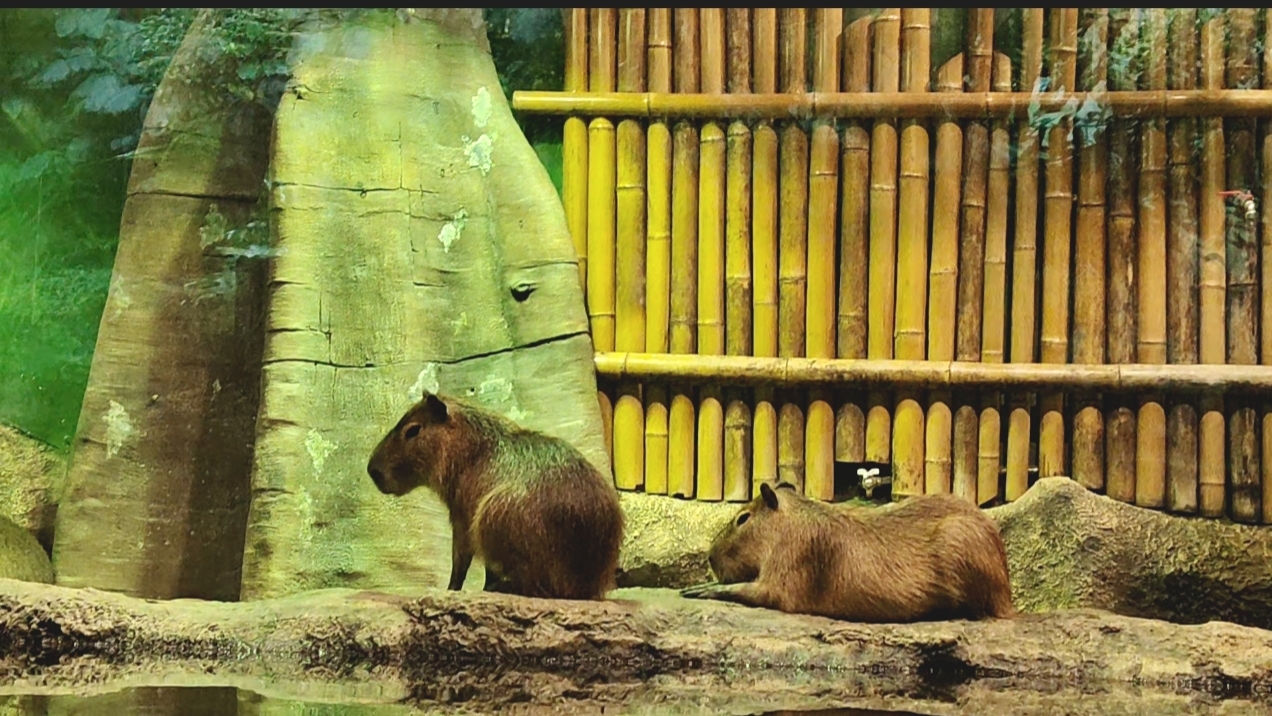 Москвариум. Часть 11