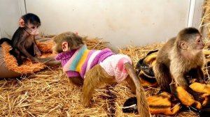 ВОТ ЭТО ДА! Николь, Финик и Анфиса ВЕСЕЛО ИГРАЮТ ВМЕСТЕ!