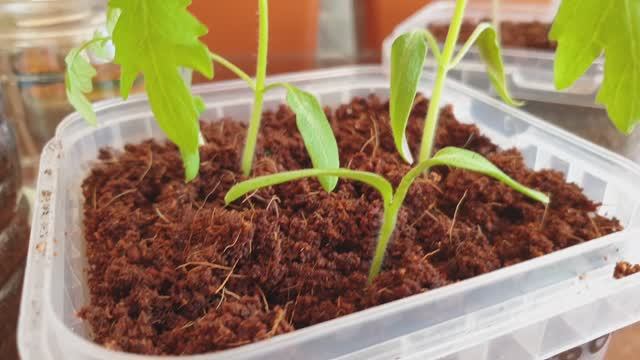 Чужой Среди Томатов. Ошибка природы или производителей семян?