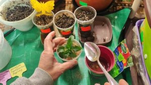 Укореняю черенок очень красивой Виолы Малиновый Пломбир