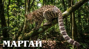Маргай: Кошка с Другой Планеты | Интересные факты про длиннохвостую кошку