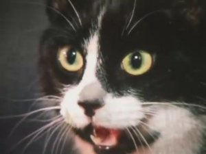 Stray Cats - Stray Cat Strut