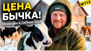 Сколько стоит бычок в Омской области? Разбираем цены!