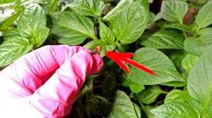 ПОЛОЖИЛА ЭТУ ПРЯНОСТЬ В СТАКАН С РАССАДОЙ МОШЕК КАК РУКОЙ СМЕЛО!Средство избавит от мошек на рассаде