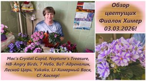 Обзор цветущих Фиалок Химер 03.03.2026!