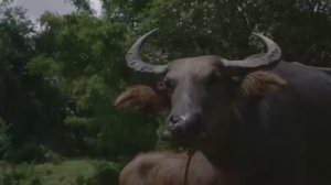 София Ротару - Вот и лето прошло.remix