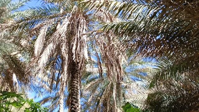 Вот такие тропы под пальмами!