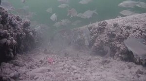 Густера на Волге зимой