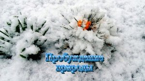 Футаж. Пробуждение природы 1