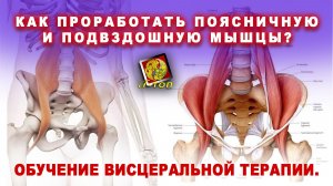 Как проработать поясничную и подвздошную мышцы. Обучение массажу у Олега Гудвина! Висцеральный масс.