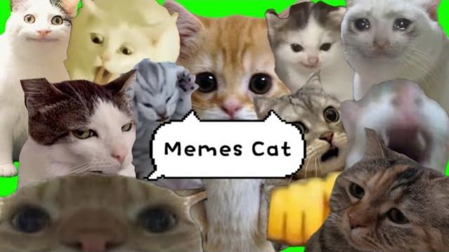 МЕМНЫЕ КОТИКИ! ПОДБОРКА ПРИКОЛЬНЫХ КОШЕЧЕК И КОТОВ ИЗ ПОПУЛЯРНЫХ МЕМОВ ТИКТОК! КОЛЛЕКЦИЯ КОТИКОВ